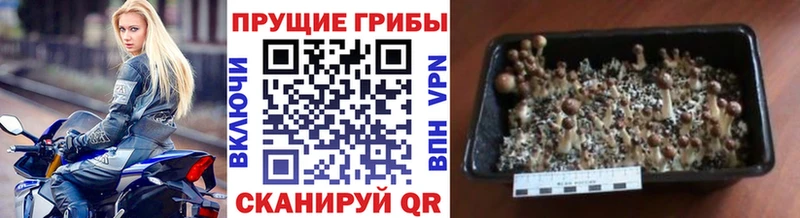 купить наркоту  Новоульяновск  Галлюциногенные грибы Cubensis 